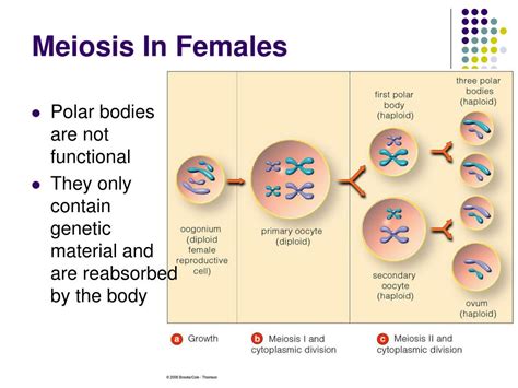 Female Meiosis