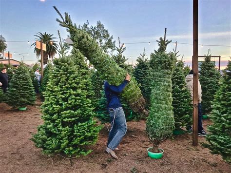 Where DMV Residents Can Recycle Christmas Trees and Decor?