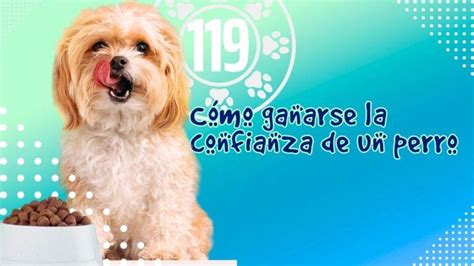 C Mo Ganarse La Confianza De Un Perro Academia Gratuita