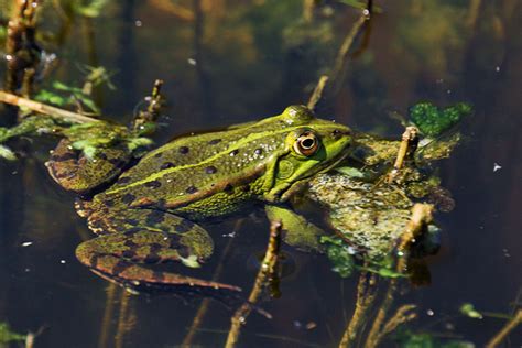 Grenouilles vertes Point Info Biodiversité du Lot et Garonne