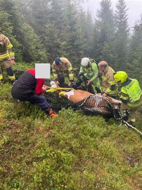 Tierrettung Feuerwehr Stuhlfelden Rettet Kuh Wolli Per Hubschrauber