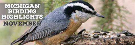 Michigan Birding Highlights: What To See in November - Michigan Audubon