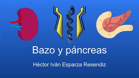 Solution Bazo Y Pancreas Studypool