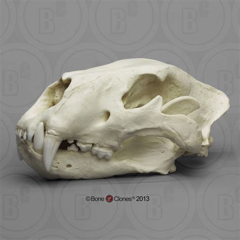 American Lion Skull Antique Finish - Bone Clones - Osteological ...