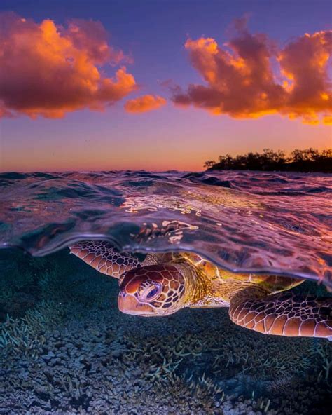 Download Graceful Sea Turtle In Clear Blue Waters