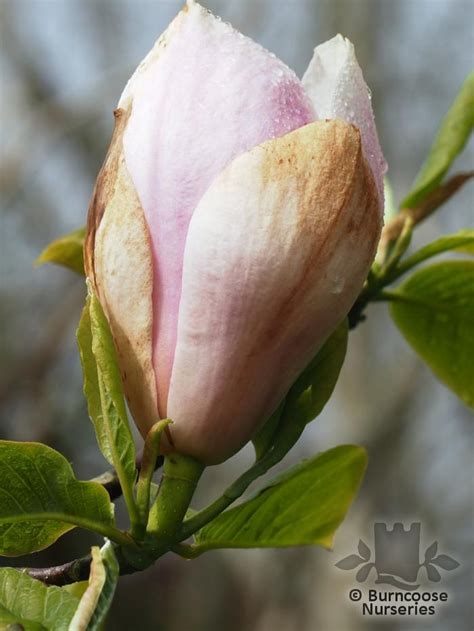 Magnolia Strawberry Shake From Burncoose Nurseries