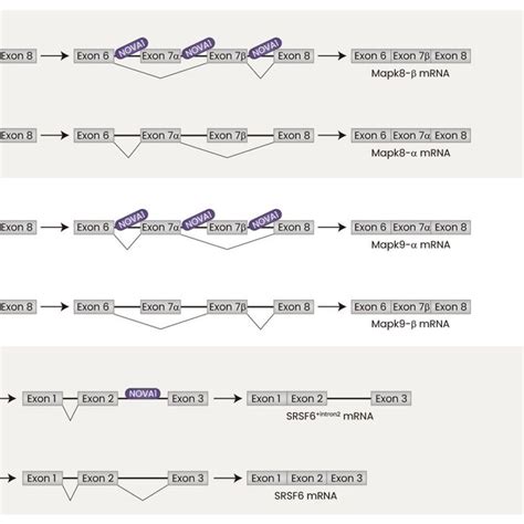 Schematic Representation Of Canonical And Alternative Splicing Of