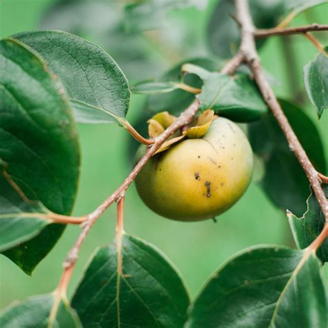 Fuyu Persimmon – Wildlife Habitat Resources