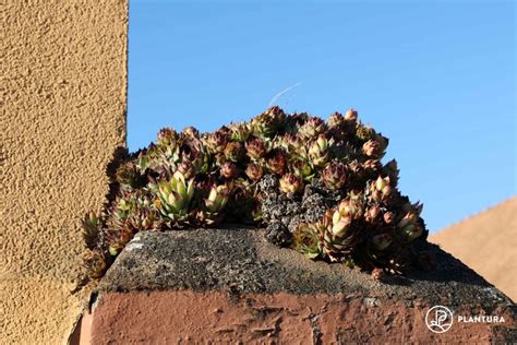 Sempervivum Tectorum Common Houseleek Plant Care Plantura