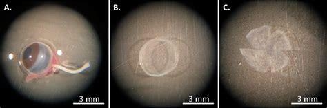 Figure 3 From Mouse Corneal Epithelial And Stromal Cell Isolation And