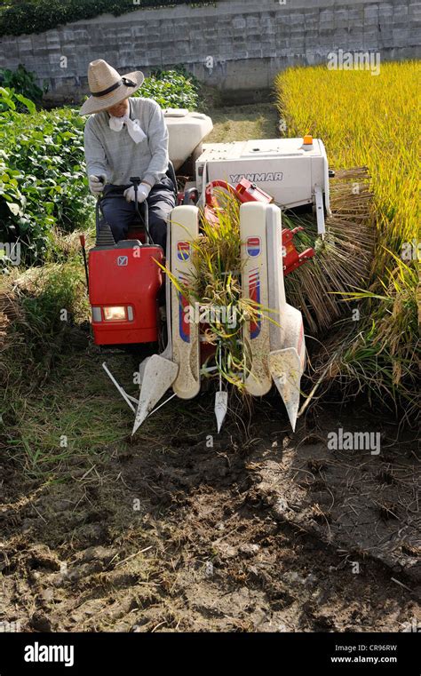 Japanese Rice Farmer Harvesting His Rice Field With A Combine Harvester