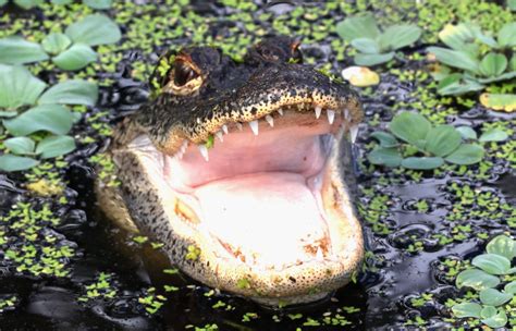 Gator Attack at a Florida Bar Leaves a Man With Significant Injuries