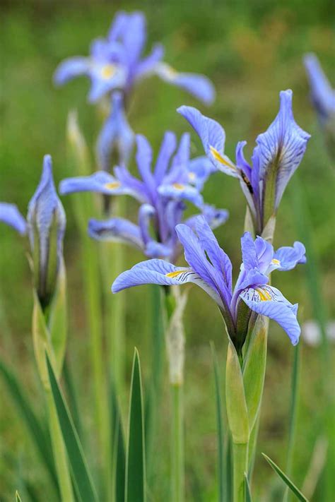 types  iris flowers gardeners path