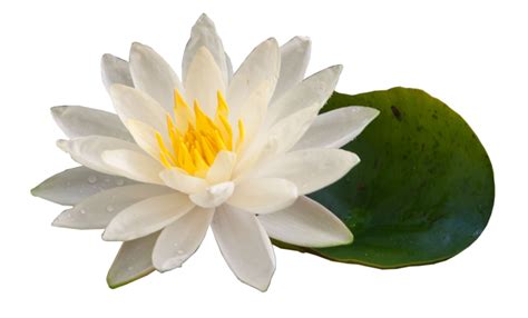 Water Lilies Transparent Free Png Png Play