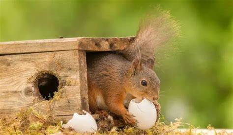 Do Squirrels Eat Bird Eggs Unveiling The Truth Spark Lark