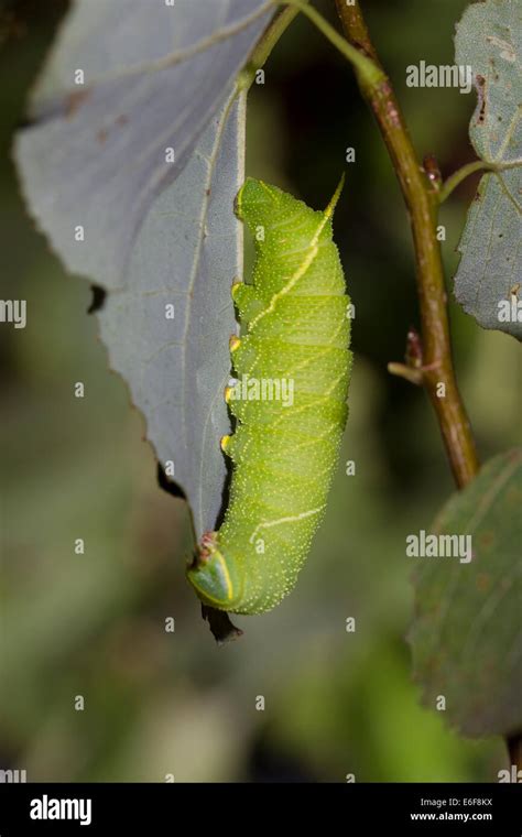 Laothoe Populi Pappelschwaermer Poplar Hawk Moth Stock Photo Alamy