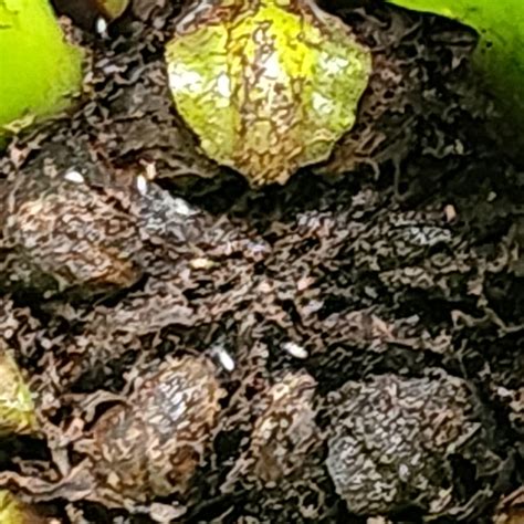 Bug identifying : r/houseplants