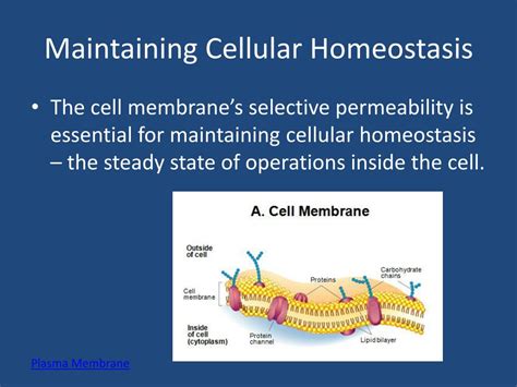 Ppt Maintaining Cellular Homeostasis Powerpoint Presentation Free