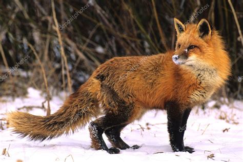 Red Fox in Snow — Stock Photo © twildlife #6213614