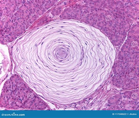 Pacinian Corpuscle