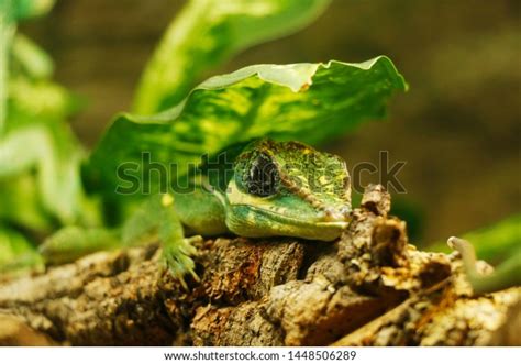 5 Polychrotidae Family Images, Stock Photos & Vectors | Shutterstock