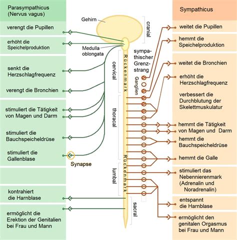 Vegetatives Nervensystem Doccheck