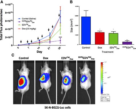 In Vivo Efficacy Of Targeted EDV TM In An Orthotopic Neuroblastoma