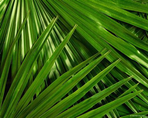 Palm Leaf Wallpaper - WallpaperSafari