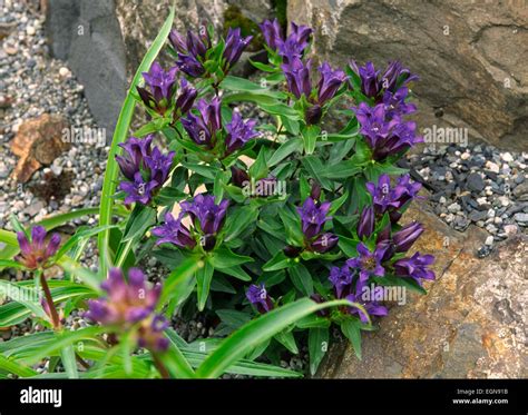 Gentiana Suendermannii Hi Res Stock Photography And Images Alamy