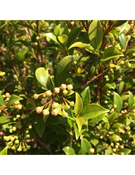 Especies Arbustivas Syzygium Paniculatum Newport Eugenia Vi