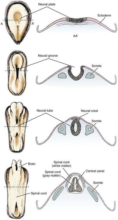 Neuroembryology Neupsy Key