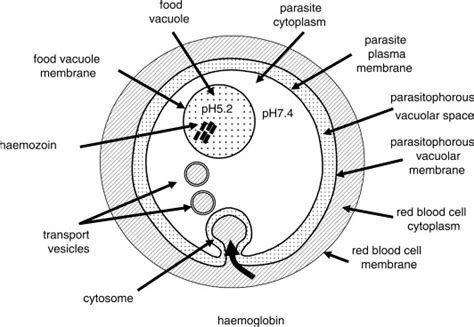 Red Blood Cells Diagram Labelled