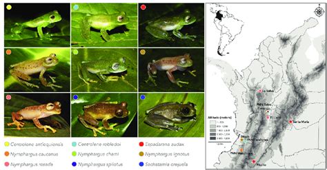 The glass frog species for which the advertisement calls is described ...