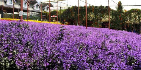 Taman Bunga Lavender Cameron Highland Terbaru