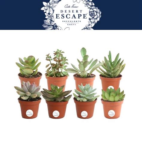 Costa Farms Desert Escape Live Indoor 2in Tall Assorted Succulent Bright Direct Sunlight