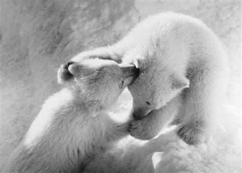 Polar Bear Cubs #2 Photograph by Granger - Pixels