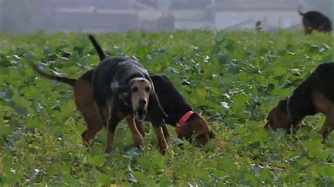 La chasse au lièvre aux chiens courants Nos films TGA Production