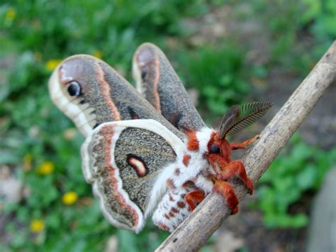 Mycologista: Cecropia moth