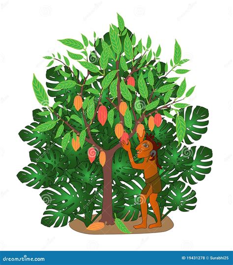 buy cocoa tree 6