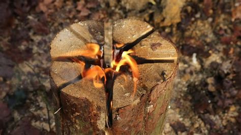 10 Best Firewood To Burn Chart 2024 Top Picks