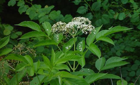 Sambucus Nigra Black Elderberry Go Botany