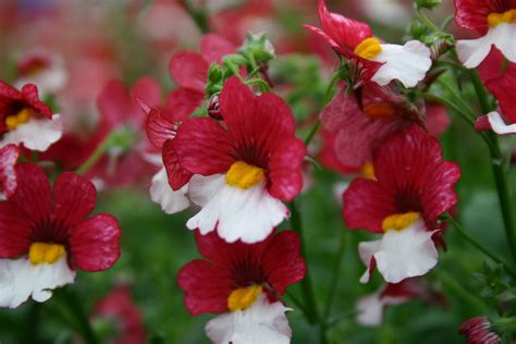 Nemesia ‘sunsatia Cherry On Ice Primrose Cottage Nursery