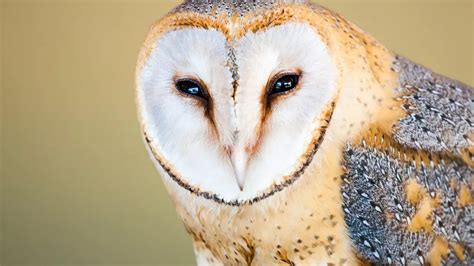 The Fascinating Characteristics Of Owls Personality