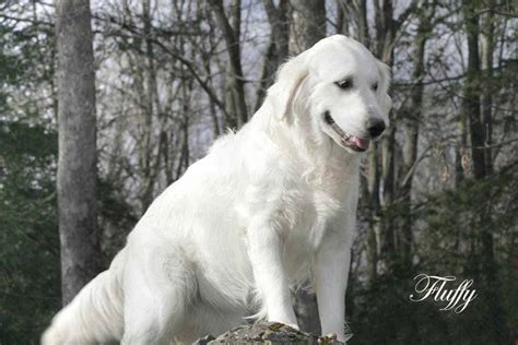 White Golden Retriever Puppies|English Cream,AKC,Breeder,NJ,NY,PA,CT,MA ...