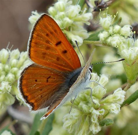 Are Butterflies Good Pollinators? It’s complicated. – Pajarito ...