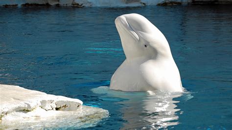 Mystic Aquarium getting 5 Beluga whales from Canada - Boston News ...