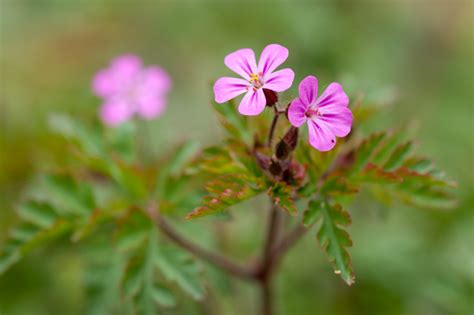 Geranium Robertianum L Herbe Robert Pr Servons La Nature