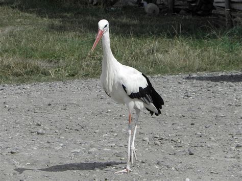 Stork Alsace Bird Free Photo On Pixabay Pixabay