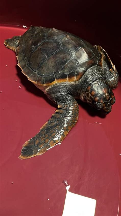 Siracusa Salvata Caretta Caretta Impigliata In Una Rete Da Pesca Cos