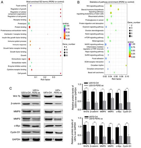 Per2 Suppresses The Stem Cell Like Phenotype Of Gbm Via Dysregulation Download Scientific